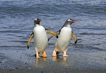 Gentoo Penguin (Pygoscelis papua) pair coming out of sea, Cooper Bay, South Georgia Island