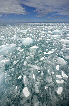 Ice chunks calved off Twitcher Glacier floating and melting in sea, South Georgia Island