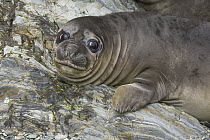 Southern Elephant Seal (Mirounga leonina) weaner pup, Wirik Bay, South Georgia Island