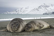 Southern Elephant Seal (Mirounga leonina) pups, fat and docile weaners stay together for company and reassurance, St. Andrews Bay, South Georgia Island