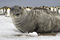 Southern Elephant Seal (Mirounga leonina), fat weaner pup, St. Andrews Bay, South Georgia Island