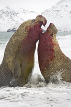 Southern Elephant Seal (Mirounga leonina) bulls fighting for access to females, St. Andrews Bay, South Georgia Island