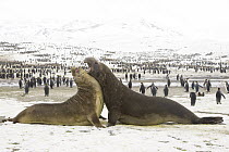 Southern Elephant Seal (Mirounga leonina) bulls fighting for access to females, St. Andrews Bay, South Georgia Island