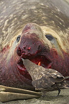 Antarctic Skua (Catharacta antarctica) pecking torn flesh on bloody nose of Southern Elephant Seal (Mirounga leonina) bull wounded during fight for access to females, St. Andrews Bay, South Georgia Is...