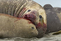 Southern Elephant Seal (Mirounga leonina) bull mating with female after a successful fight, St. Andrews Bay, South Georgia Island