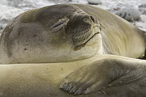 Southern Elephant Seal (Mirounga leonina) females resting, St. Andrews Bay, South Georgia Island