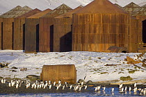 Rusty tanks for storing blubber in long abandoned whaling station, Leith Harbor, South Georgia Island