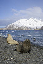 Antarctic Fur Seal (Arctocephalus gazella) bulls with one blond morph sitting on gravel beach, Antarctic Bay, South Georgia Island