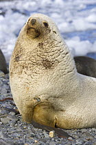 Antarctic Fur Seal (Arctocephalus gazella) bull, blond morph, sitting on gravel beach, Antarctic Bay, South Georgia Island
