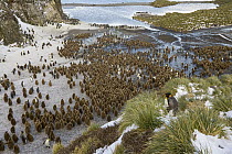 King Penguin (Aptenodytes patagonicus) chicks crowding on gravel beach near river mouth, Antarctic Bay, South Georgia Island