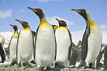 King Penguin (Aptenodytes patagonicus) group standing on rocky beach, Antarctic Bay, South Georgia Island