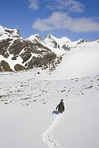 King Penguin (Aptenodytes patagonicus) walking on steep and snowy alpine slope, Antarctic Bay, South Georgia Island