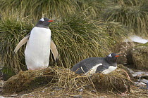 Gentoo Penguin (Pygoscelis papua) pair at nest, Prion Island, South Georgia Island