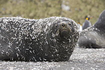 Antarctic Fur Seal (Arctocephalus gazella) bull with moulted penguin feathers stuck to its wet fur, Right Whale Bay, South Georgia Island