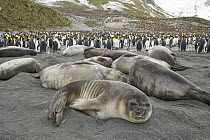 Southern Elephant Seal (Mirounga leonina), fat weaner pups resting together on beach with King Penguins (Aptenodytes patagonicus) in the background, Right Whale Bay, South Georgia Island