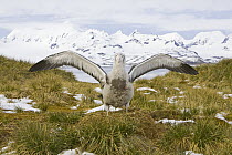 Wandering Albatross (Diomedea exulans) chick flapping wings on nest in tussock grass, Prion Island, South Georgia Island