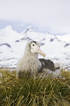 Wandering Albatross (Diomedea exulans) chick sitting alone on nest in tussock grass, Prion Island, South Georgia Island