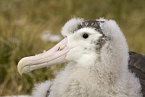 Wandering Albatross (Diomedea exulans) chick sitting alone on nest in tussock grass in early spring, Prion Island, South Georgia Island
