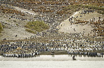 King Penguin (Aptenodytes patagonicus), Antarctic Fur Seal (Arctocephalus gazella) and Southern Elephant Seals (Mirounga leonina) on beach, Right Whale Bay, South Georgia Island