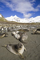 Southern Elephant Seal (Mirounga leonina) weaner pups and King Penguin (Aptenodytes patagonicus) colony on beach, Right Whale Bay, South Georgia Island