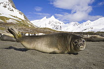 Southern Elephant Seal (Mirounga leonina) weaner pups and King Penguin (Aptenodytes patagonicus) colony on beach, Right Whale Bay, South Georgia Island