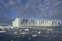 Floating ice floes and blue tabular iceberg sculpted by waves and melting action accelerated by global warming and climate change, near South Georgia Island