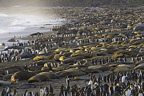King Penguin (Aptenodytes patagonicus) group walking among Southern Elephant Seals (Mirounga leonina) on beach during seals breeding season, St. Andrews Bay, South Georgia Island