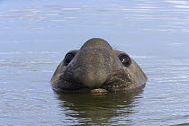 Southern Elephant Seal (Mirounga leonina) bull, St. Andrews Bay, South Georgia Island