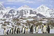 King Penguin (Aptenodytes patagonicus) group with snowy Allardyce Range and glacier in background, St. Andrews Bay, South Georgia Island