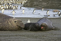 Southern Elephant Seal (Mirounga leonina) bull, cow and pup, during breeding season in spring, St. Andrews Bay, South Georgia Island