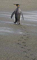 King Penguin (Aptenodytes patagonicus) walking on beach leaving footprints in sand, St. Andrews Bay, South Georgia Island