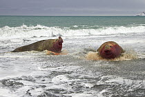 Southern Elephant Seal (Mirounga leonina) bull chasing his opponent who lost a long fight for access to females during spring breeding season, St. Andrews Bay, South Georgia Island