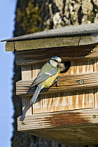 Blue Tit (Cyanistes caeruleus) with nesting material, Germany
