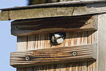 Blue Tit (Cyanistes caeruleus) looking out of nestbox, Germany