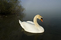 Mute Swan (Cygnus olor) on lake, Bavaria, Germany