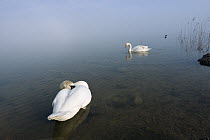 Mute Swan (Cygnus olor) pair on lake, Bavaria, Germany