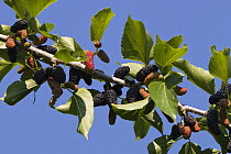 White Mulberry (Morus alba) tree branch with fruits, Greece