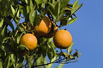 Sweet Orange (Citrus sinensis) fruit, Greece