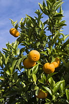 Tangerine (Citrus reticulata) fruit hanging on tree, Greece