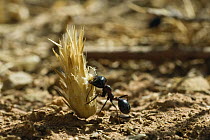 Ant (Formicidae) collecting seed, Messor, Greece