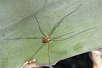Daddy-Long-Legs Spider (Pholcus phalangioides), Peloponnese, Greece