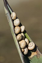 Land Snail (Helicella sp) group gathers in estivation to delay desiccation, Peloponnese, Greece