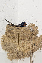 Barn Swallow (Hirundo rustica) incubating eggs in nest, Greece