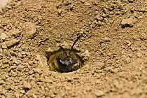 Mining Bee (Andrena sp) digging nest, Peloponnese, Greece