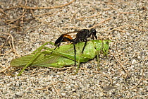 Sand Wasp (Sphecidae) with bush cricket prey, Peloponnese, Greece