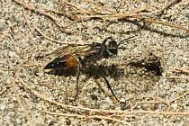 Sand Wasp (Sphecidae) at nest, Peloponnese, Greece
