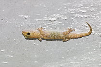 Mediterranean Gecko (Hemidactylus turcicus) on ceiling, Peloponnese, Greece