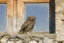 Little Owl (Athene noctua) on window sill, Greece