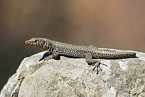 Wall Lizard (Podarcis sp) without tip of tail, Peloponnese, Greece