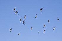 Common Swift (Apus apus) flock flying, Greece